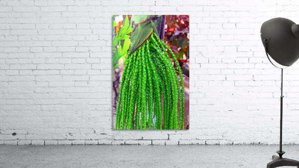 Plant Dreads - Belize Wall Preview