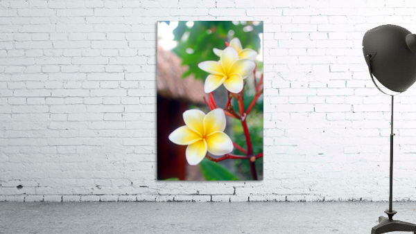 Frangipani - Belize Wall Preview