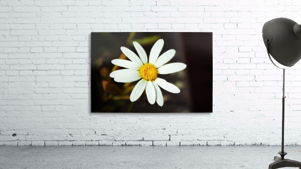 Beautifully White Wall Preview