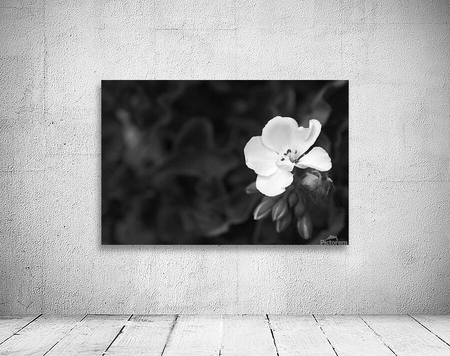 Blooming side flower B&W Wall Preview