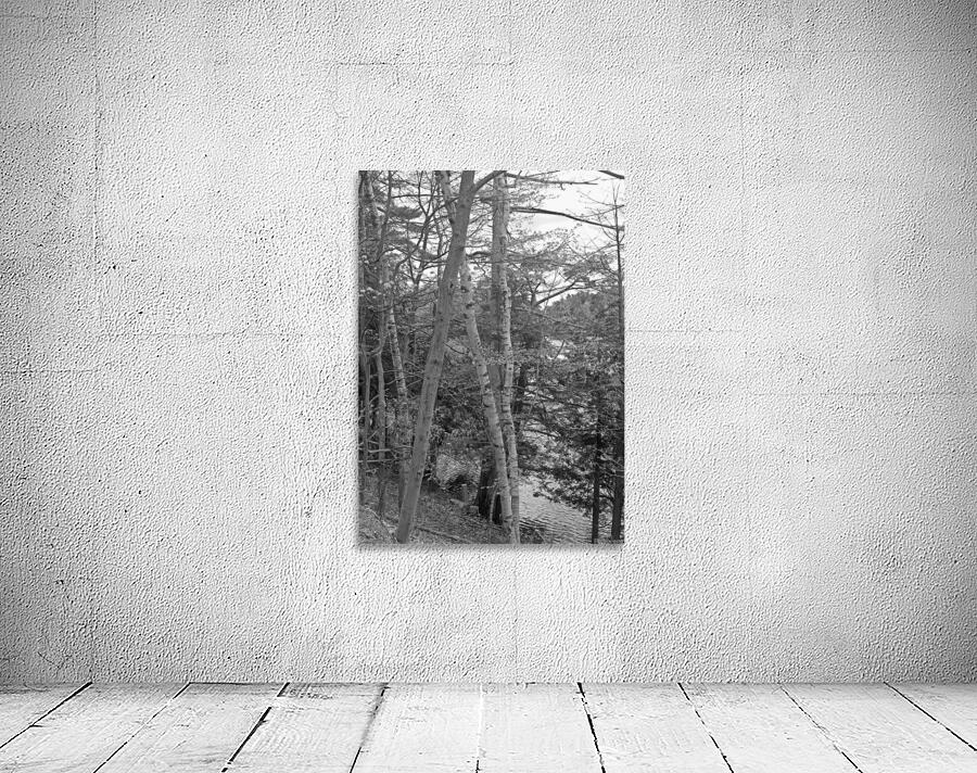 Through The Trees B&W Wall Preview