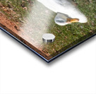 Ducks gathering together discussing Acrylic print