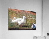 Ducks gathering together discussing Acrylic Print