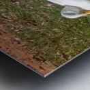 Ducks gathering together discussing Metal print