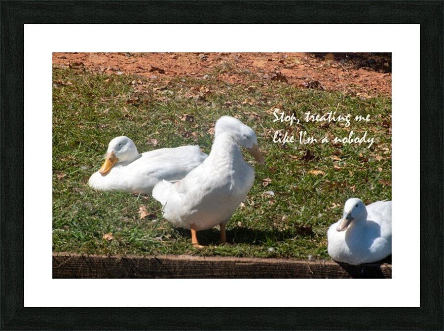Ducks gathering together discussing Picture Frame print