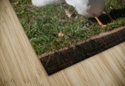 Ducks gathering together discussing Robert Campbell puzzle