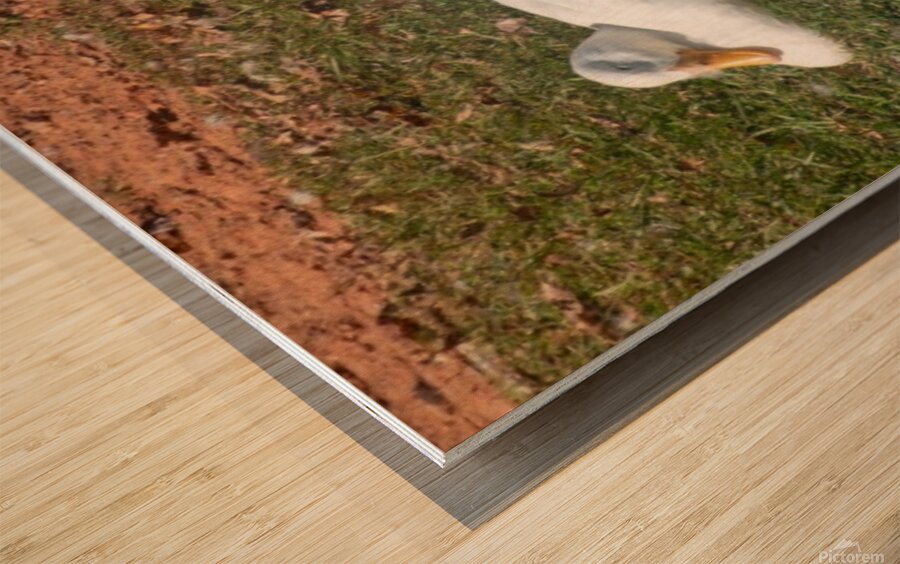 Ducks gathering together discussing Wood print