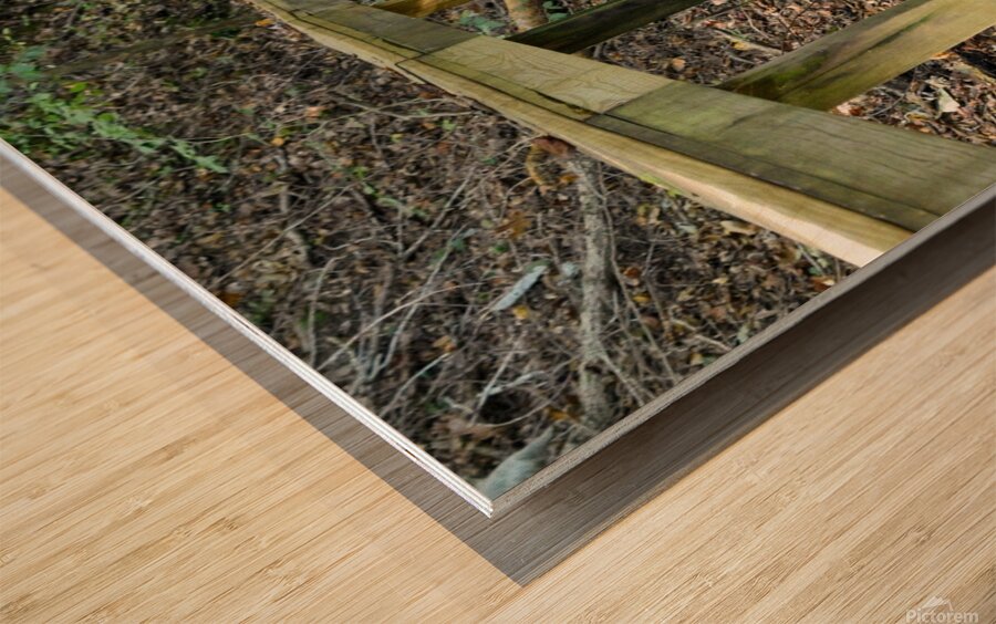 The trail of life Wood print