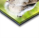 Eastern Grey Squirrel Acrylic print