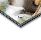 Winter Squirrel Acrylic print
