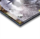 Trash Panda Acrylic print