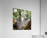 Sleeping Owl Acrylic Print