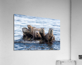 River Otters Acrylic Print