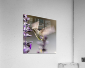 Hummingbird Acrylic Print