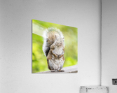 Eastern Grey Squirrel Acrylic Print