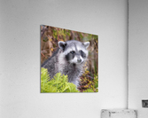 Raccoon Acrylic Print