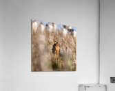 Northern Harrier Acrylic Print