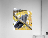 Crow Acrylic Print
