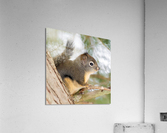 Winter Squirrel Acrylic Print