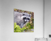 Trash Panda Acrylic Print