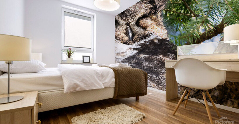 Sleeping Owl Mural print