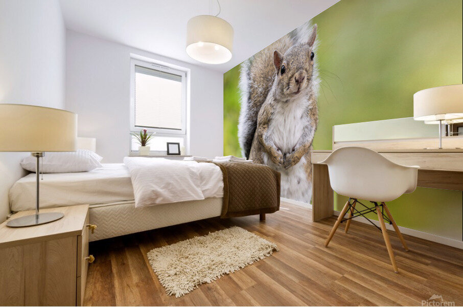 Eastern Grey Squirrel Mural print