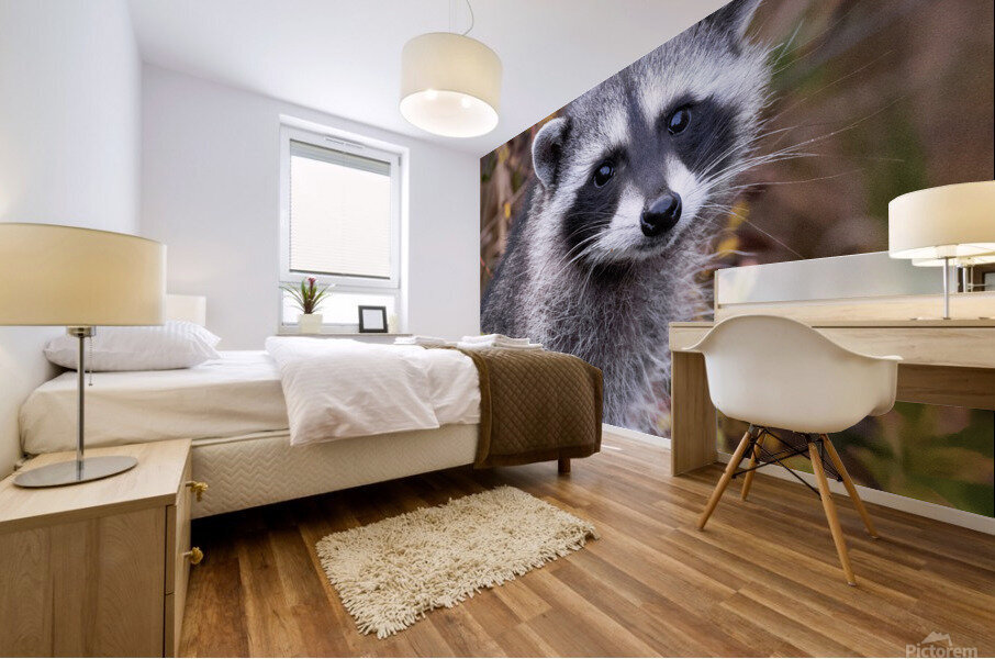 Raccoon Mural print
