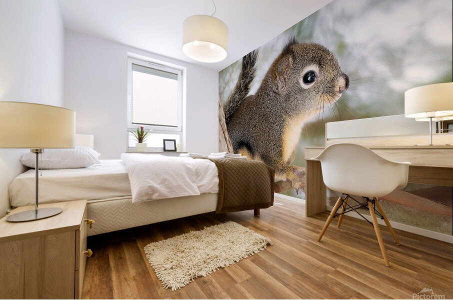Winter Squirrel Mural print