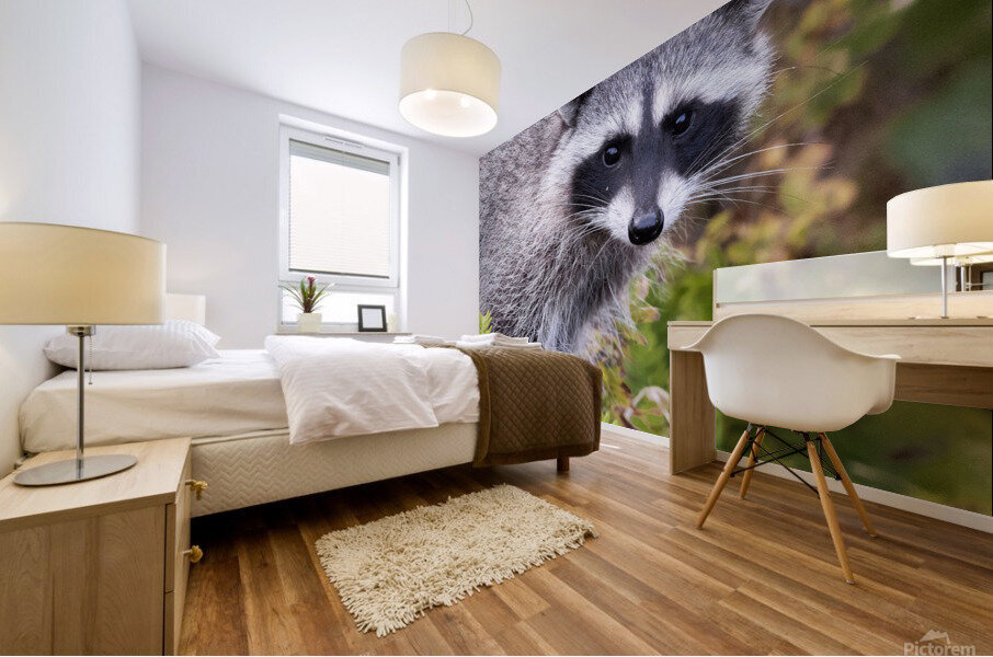 Trash Panda Mural print