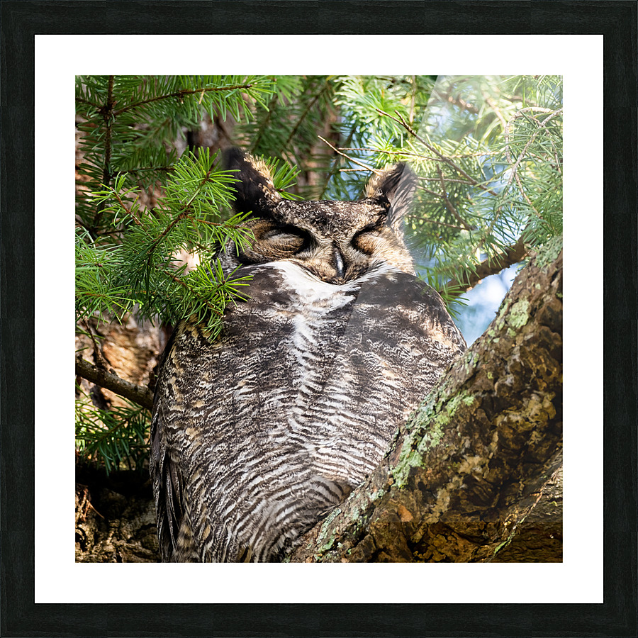 Sleeping Owl Picture Frame print