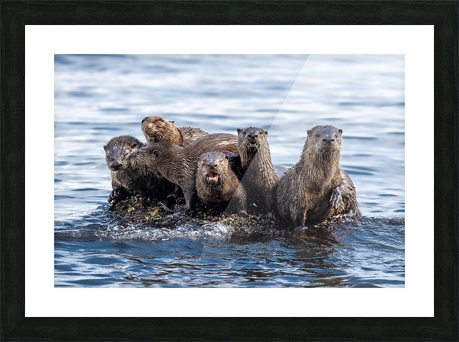 River Otters Picture Frame print