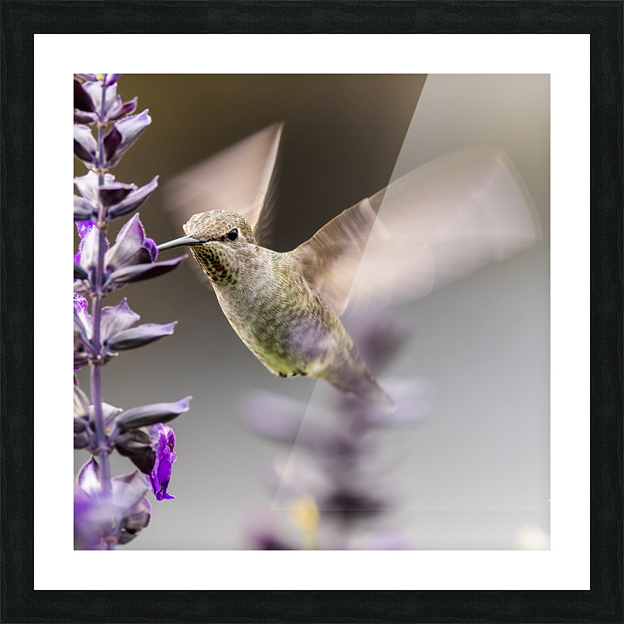Hummingbird Picture Frame print