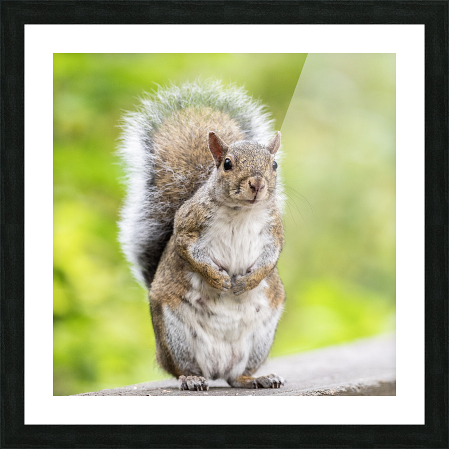 Eastern Grey Squirrel Picture Frame print