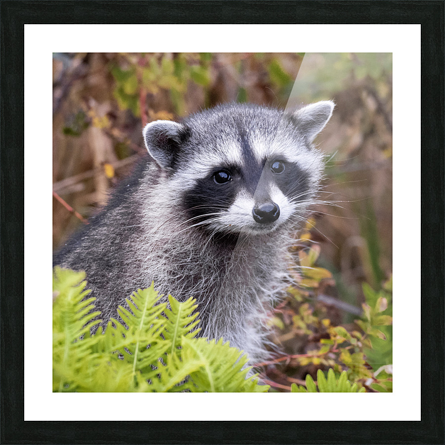 Raccoon Picture Frame print