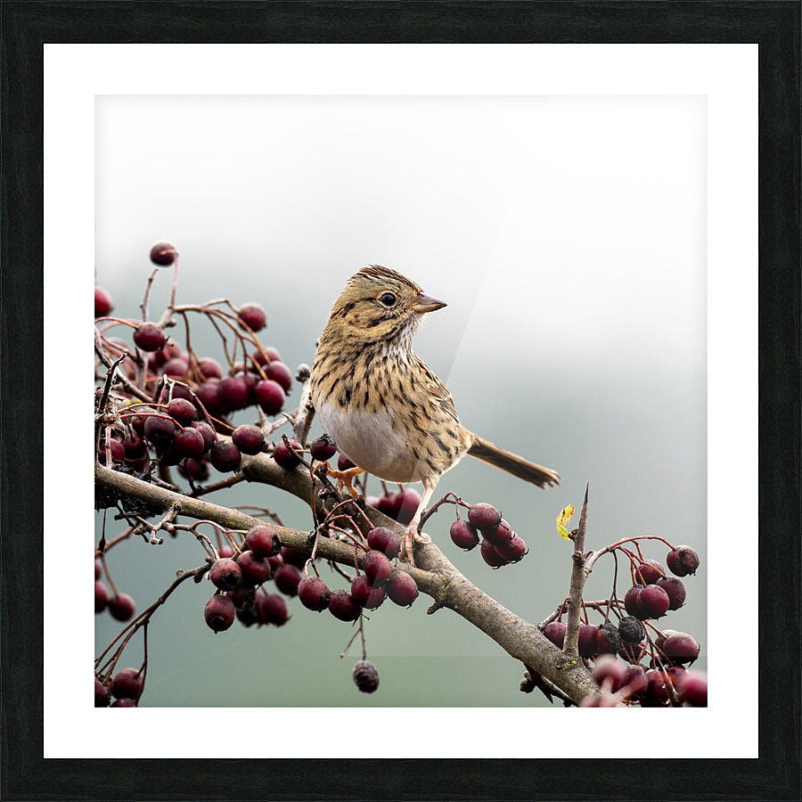 Lincoln Sparrow Picture Frame print