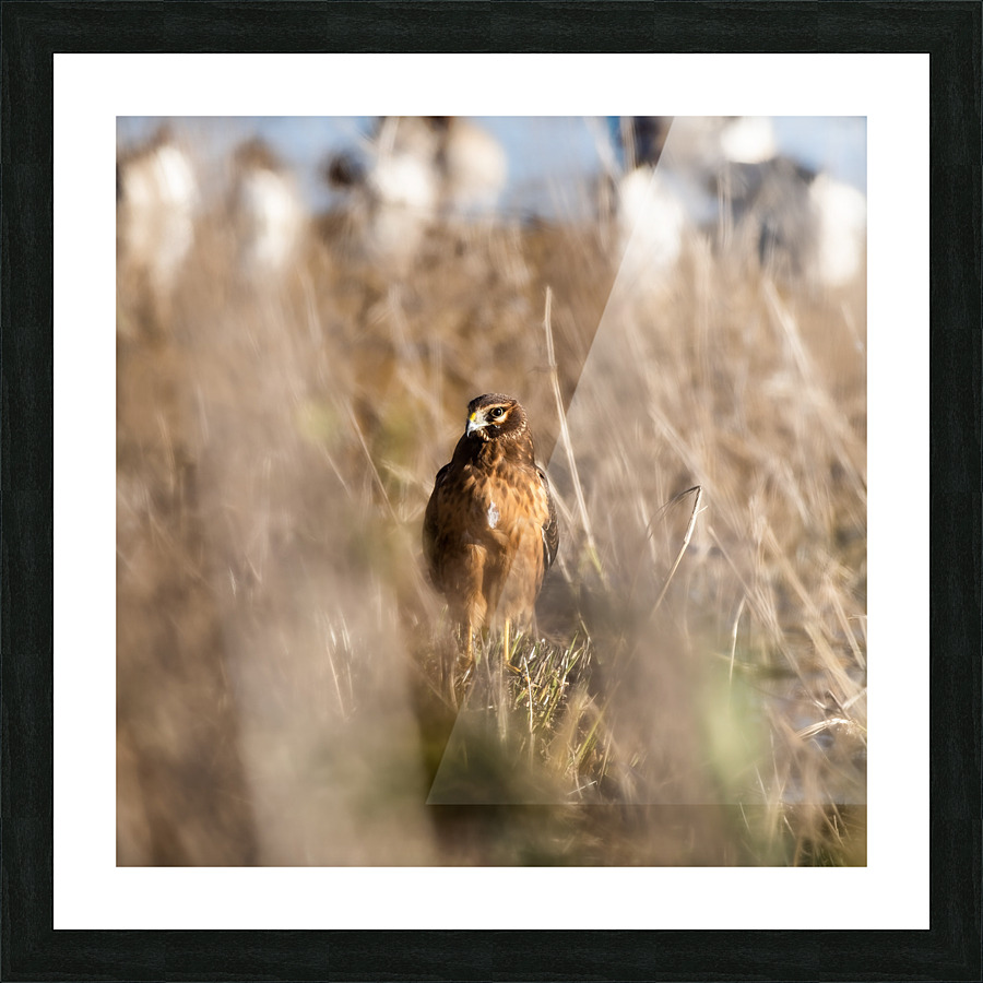 Northern Harrier Picture Frame print