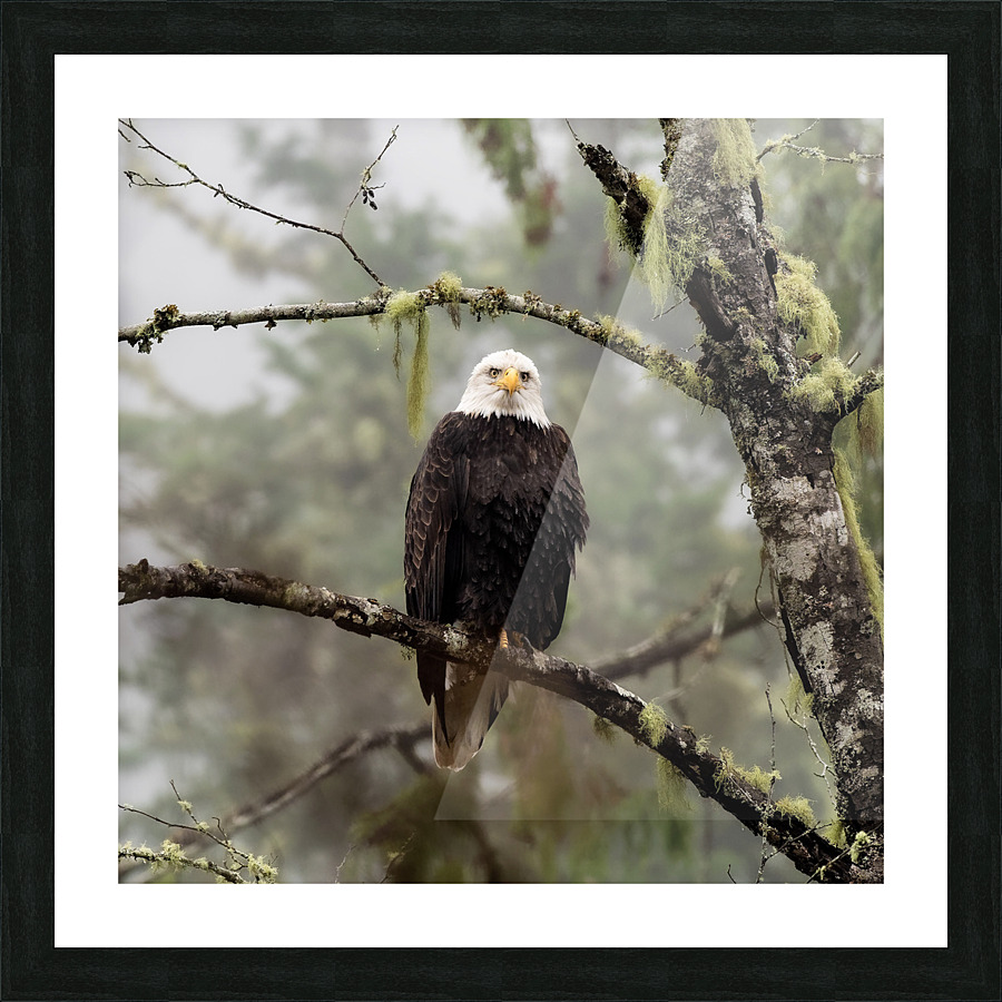 Bald Eagle Stare Picture Frame print
