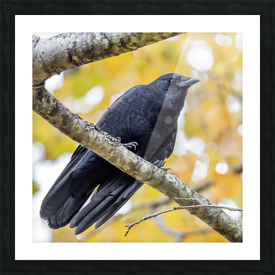 Crow Picture Frame print