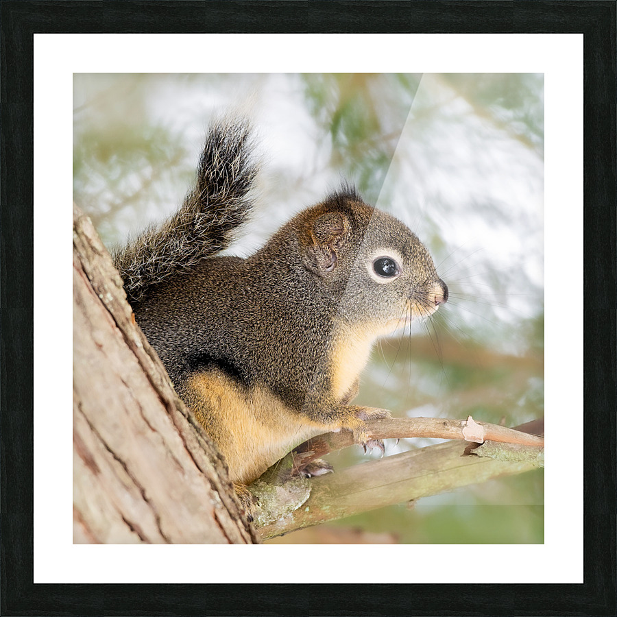 Winter Squirrel Picture Frame print