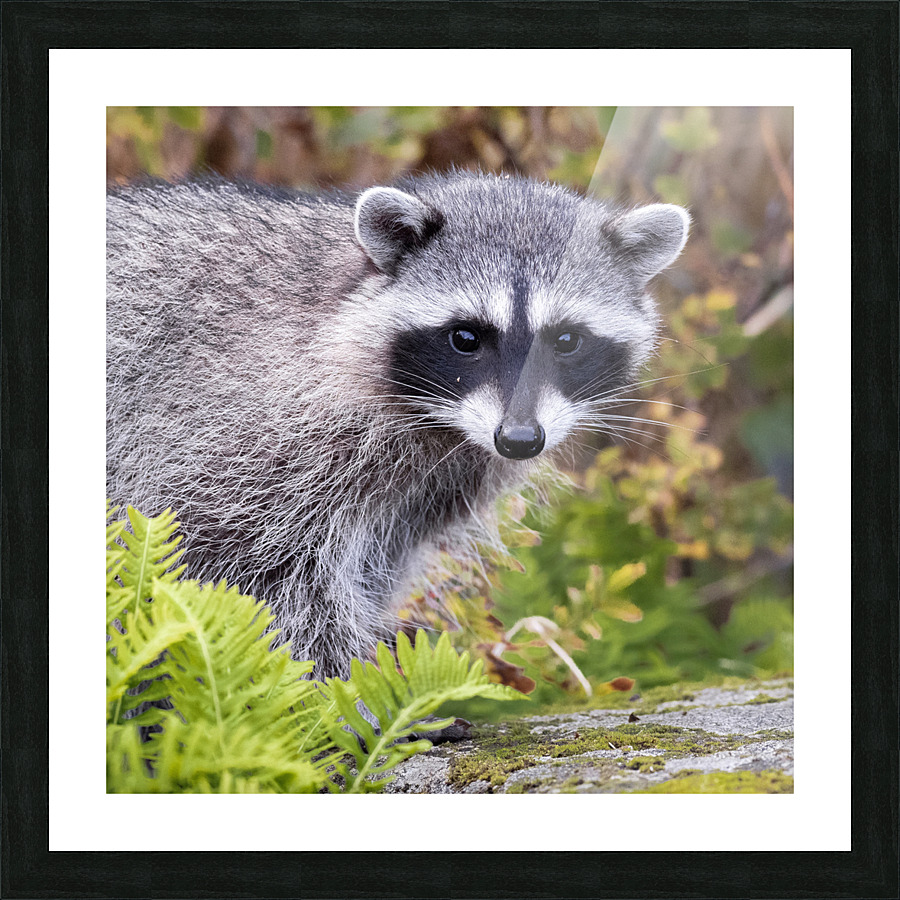 Trash Panda Picture Frame print