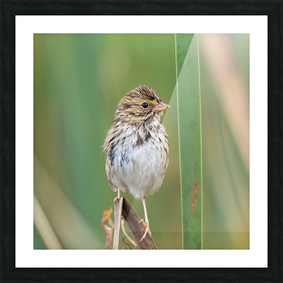 Savannah Sparrow Picture Frame print