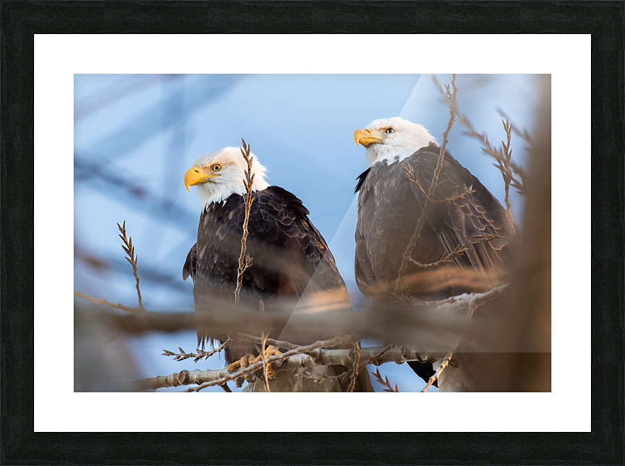 Bald Eagle Couple Picture Frame print