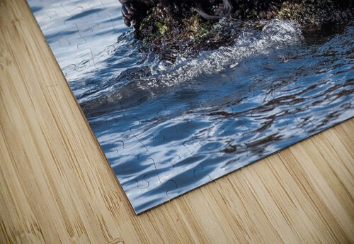 River Otters Hart Parnell puzzle