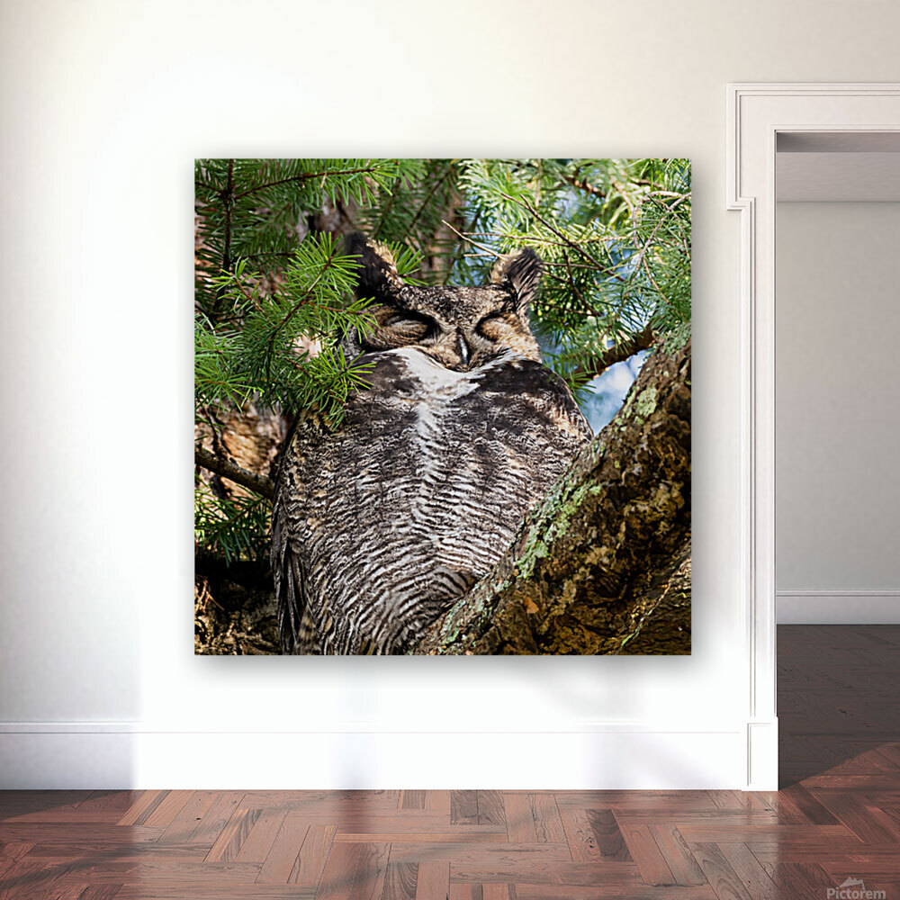 Sleeping Owl Reproduction