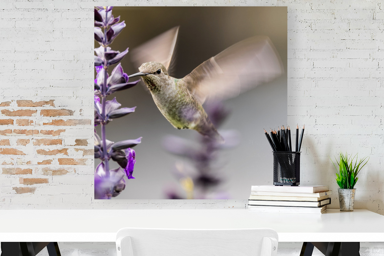 Hummingbird Reproduction