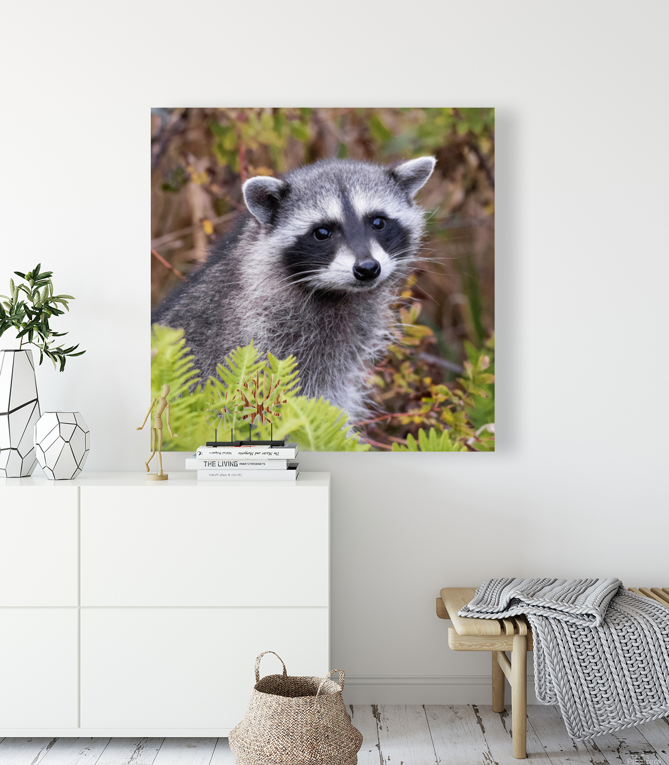 Raccoon Reproduction