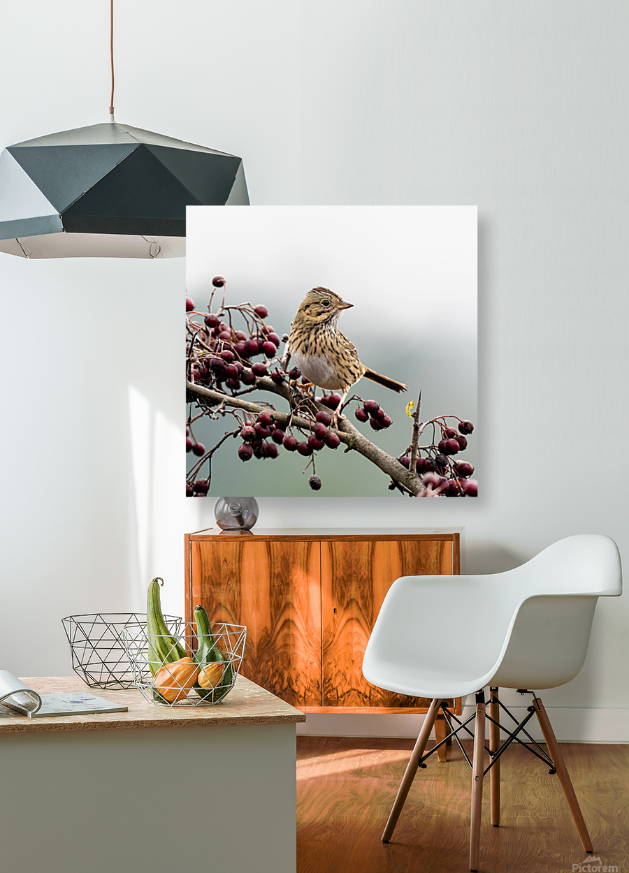 Lincoln Sparrow Reproduction