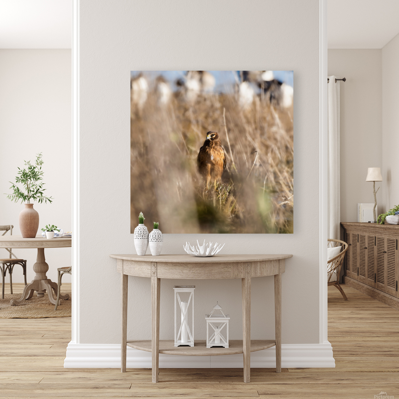Northern Harrier Reproduction