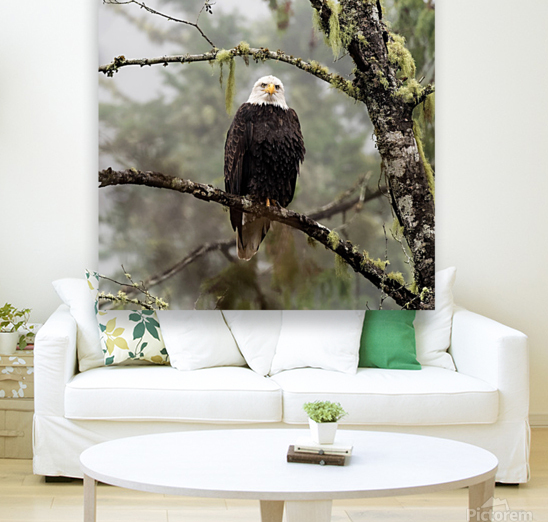 Bald Eagle Stare Reproduction