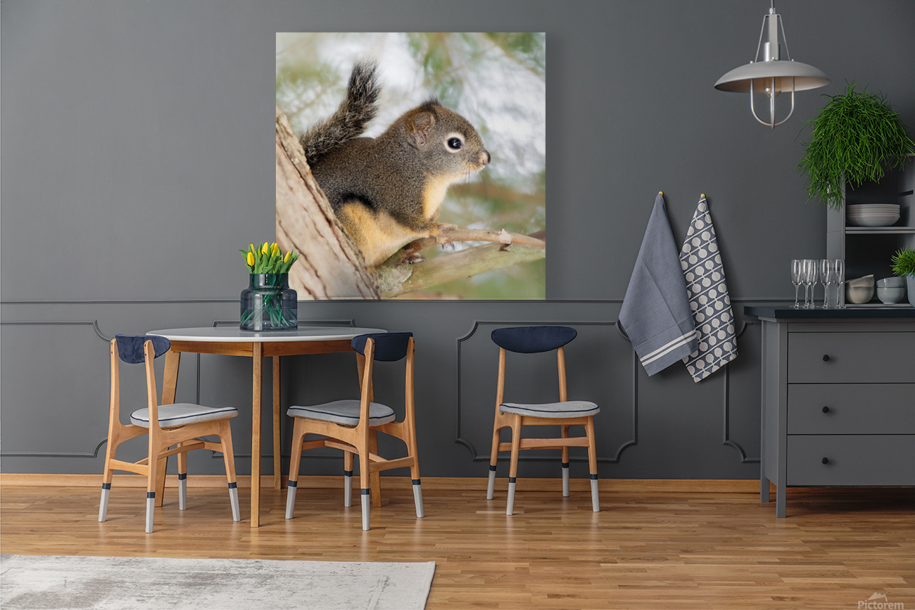 Winter Squirrel Reproduction